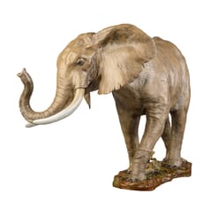 Bronze African Elephant Sculpture-2