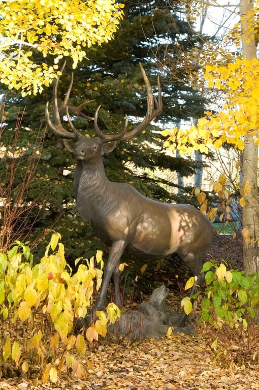 Bronze Bull Elk Sculpture-4