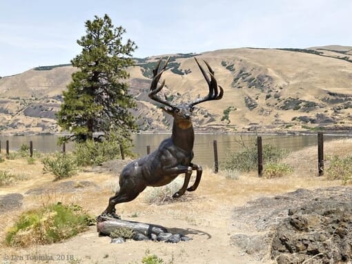 Bronze Mule Deer Sculpture - Woodland Dash-2