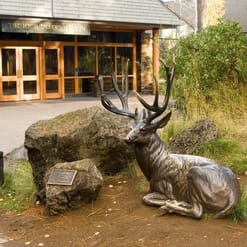 Bronze Mule Deer Sculpture - Noble Presence-1