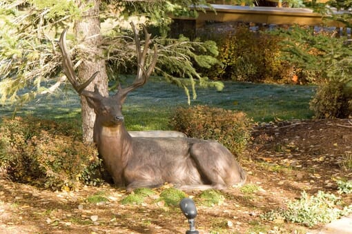 Bronze Mule Deer Sculpture - Noble Presence2