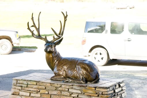 Bronze Mule Deer Sculpture - Noble Presence-3